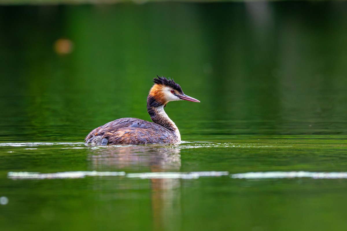 Great Crested Grebe - ML621171990