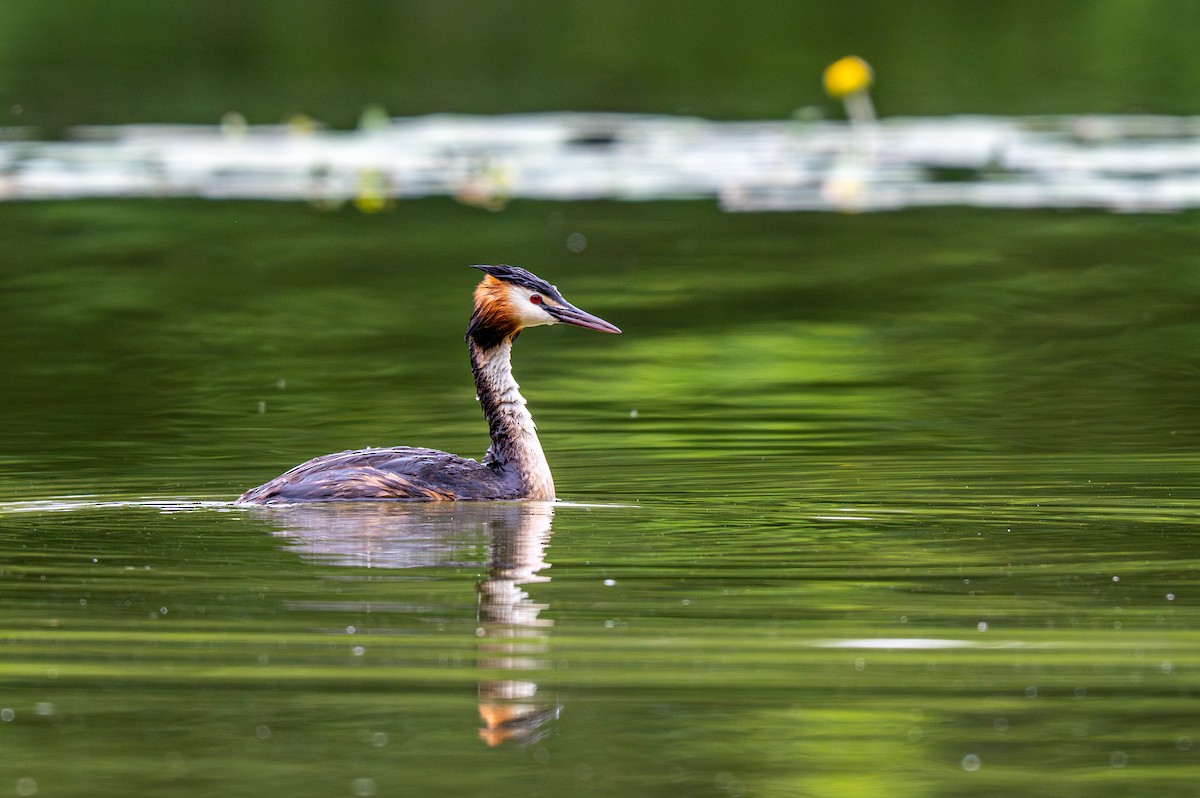 Great Crested Grebe - ML621171991