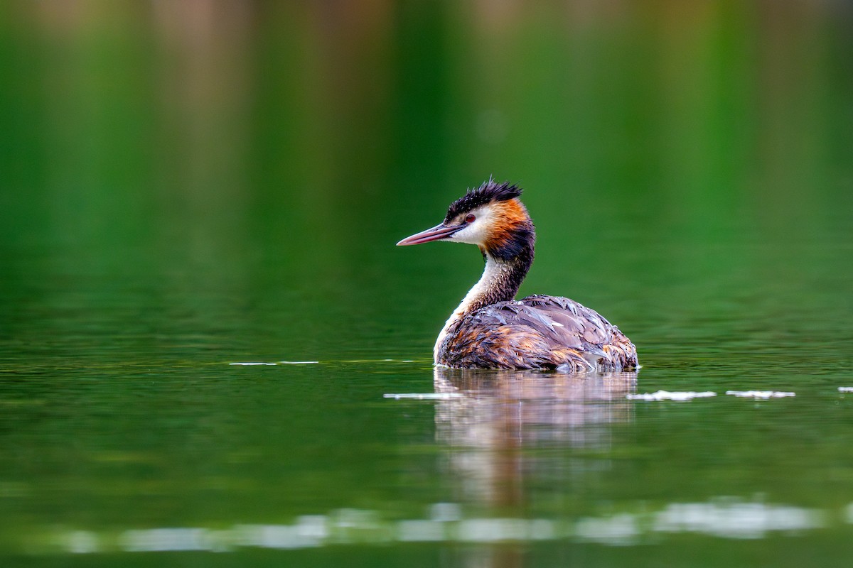 Great Crested Grebe - ML621171992