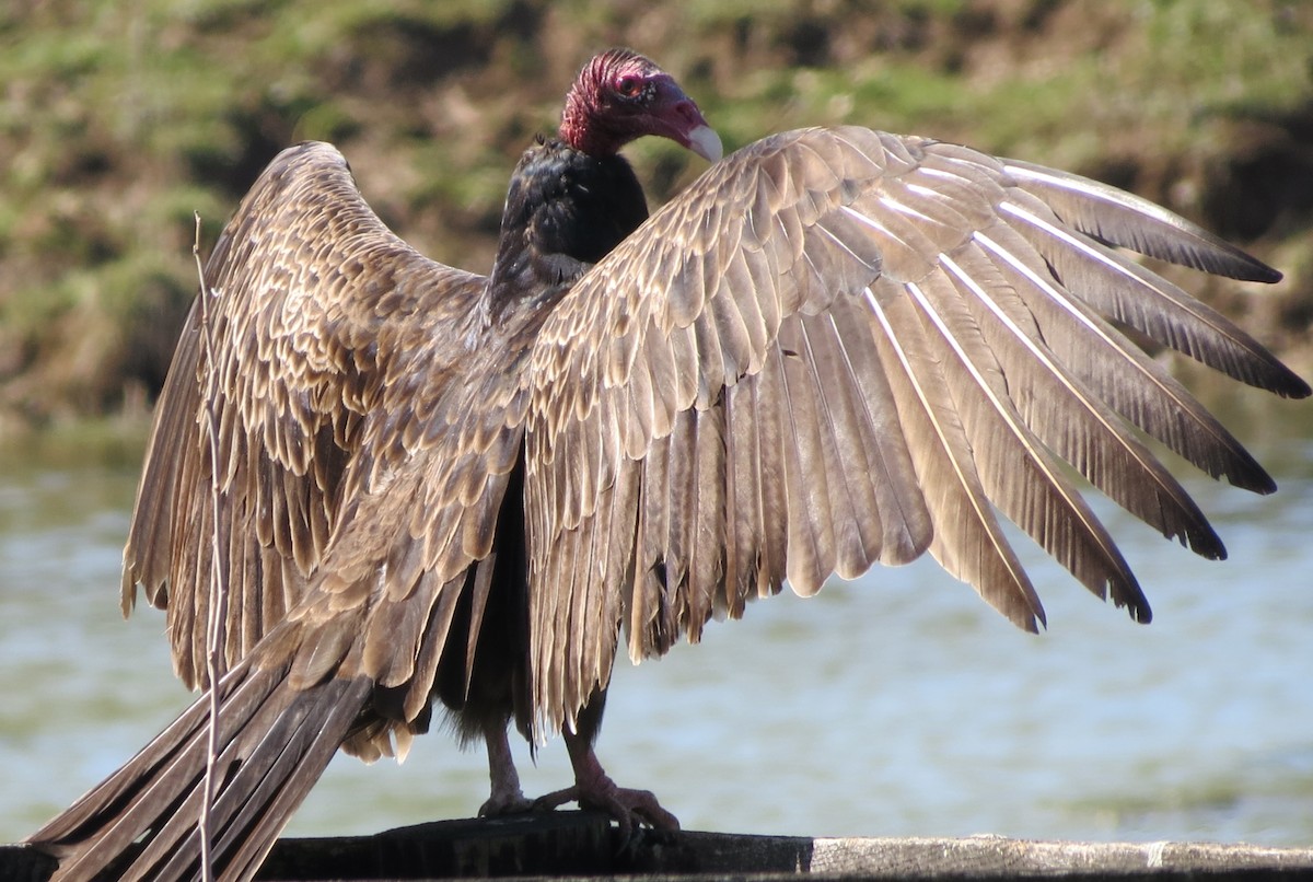 Turkey Vulture - ML621172039