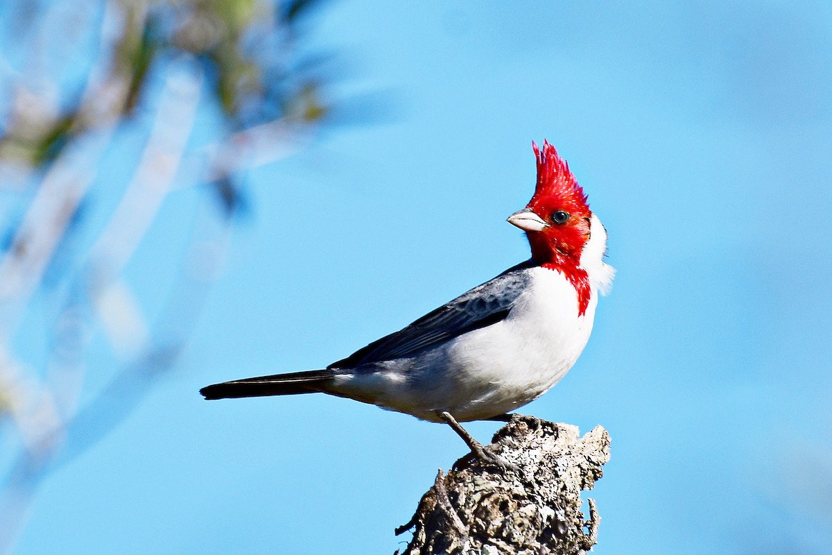 Red-crested Cardinal - ML621172053