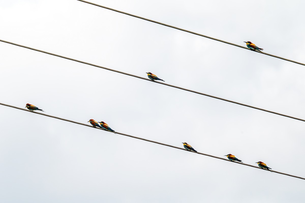 European Bee-eater - ML621172058