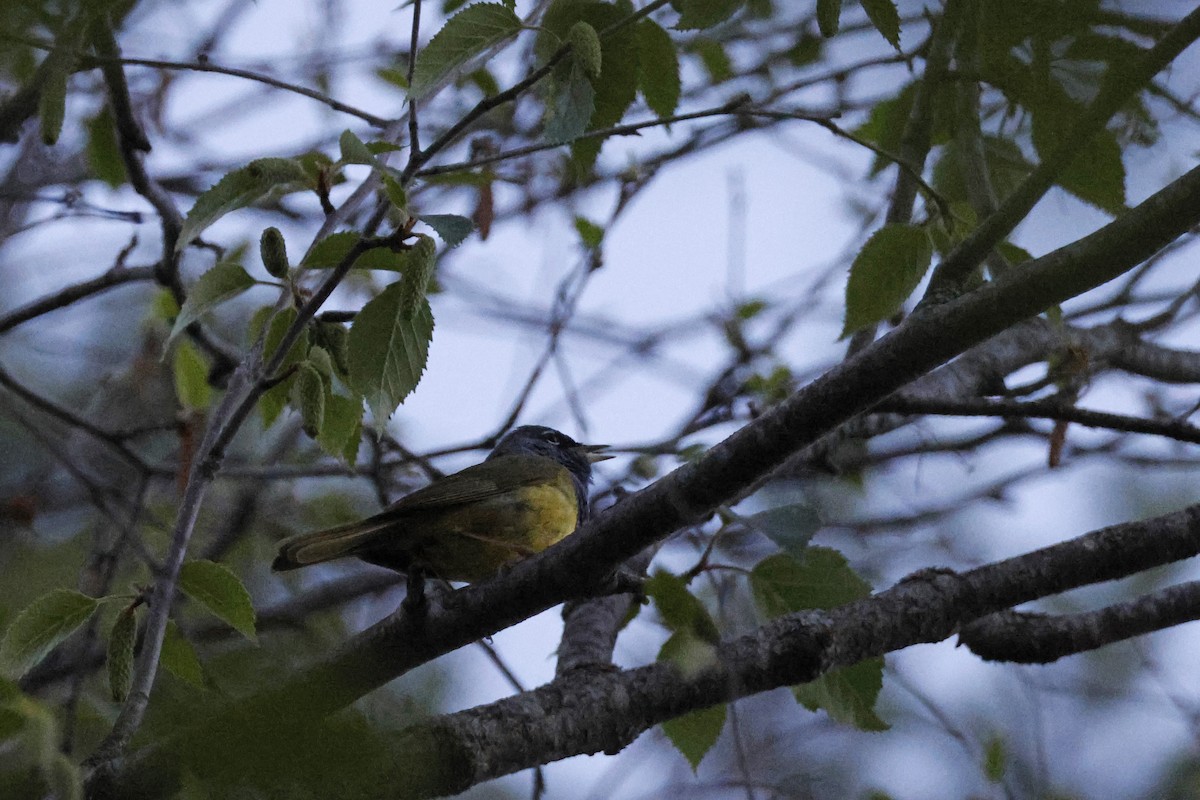 kjerrparula - ML621172081