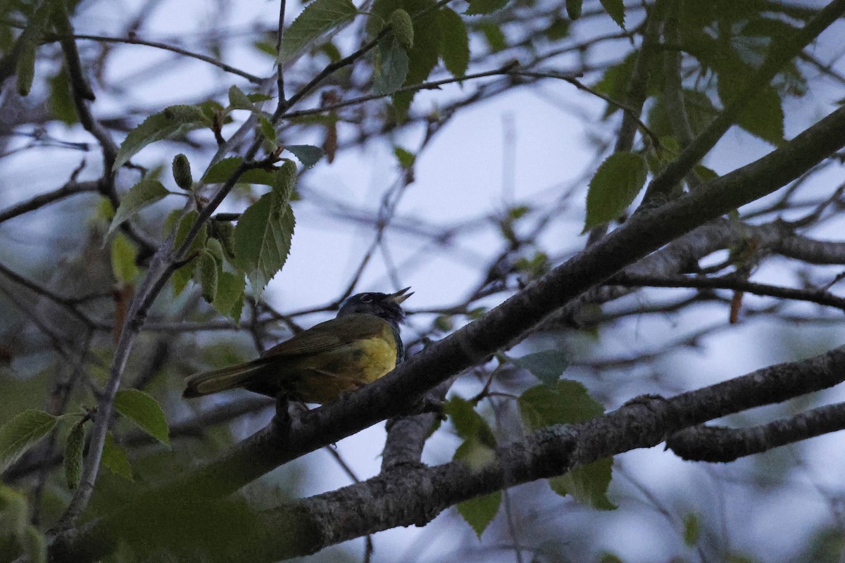 kjerrparula - ML621172082