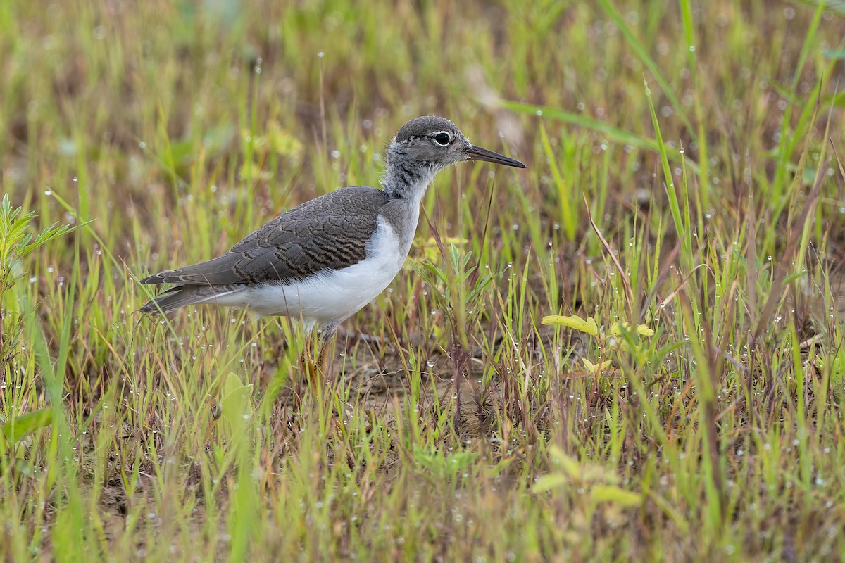 Spotted Sandpiper - Don Danko