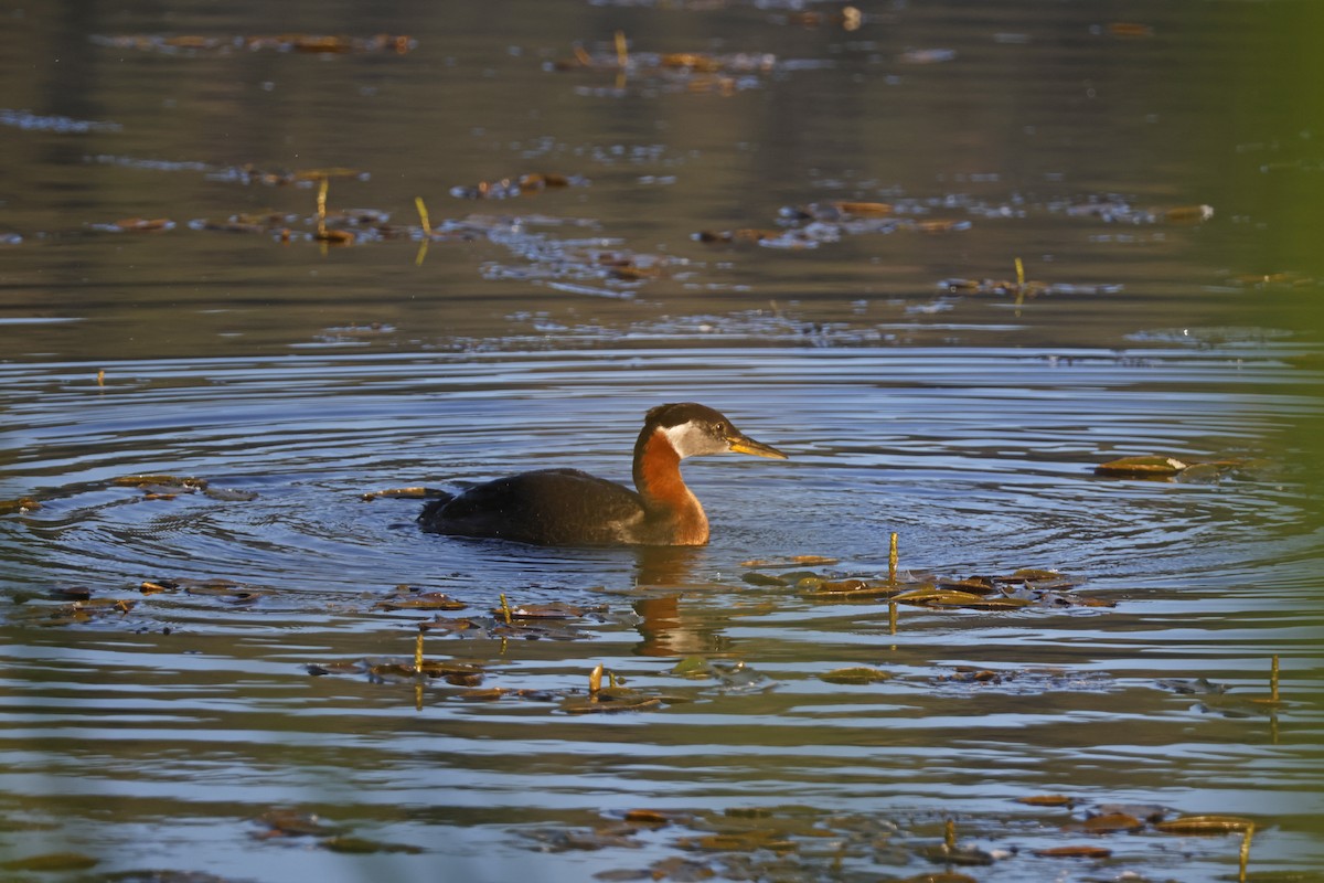 Red-necked Grebe - ML621172107