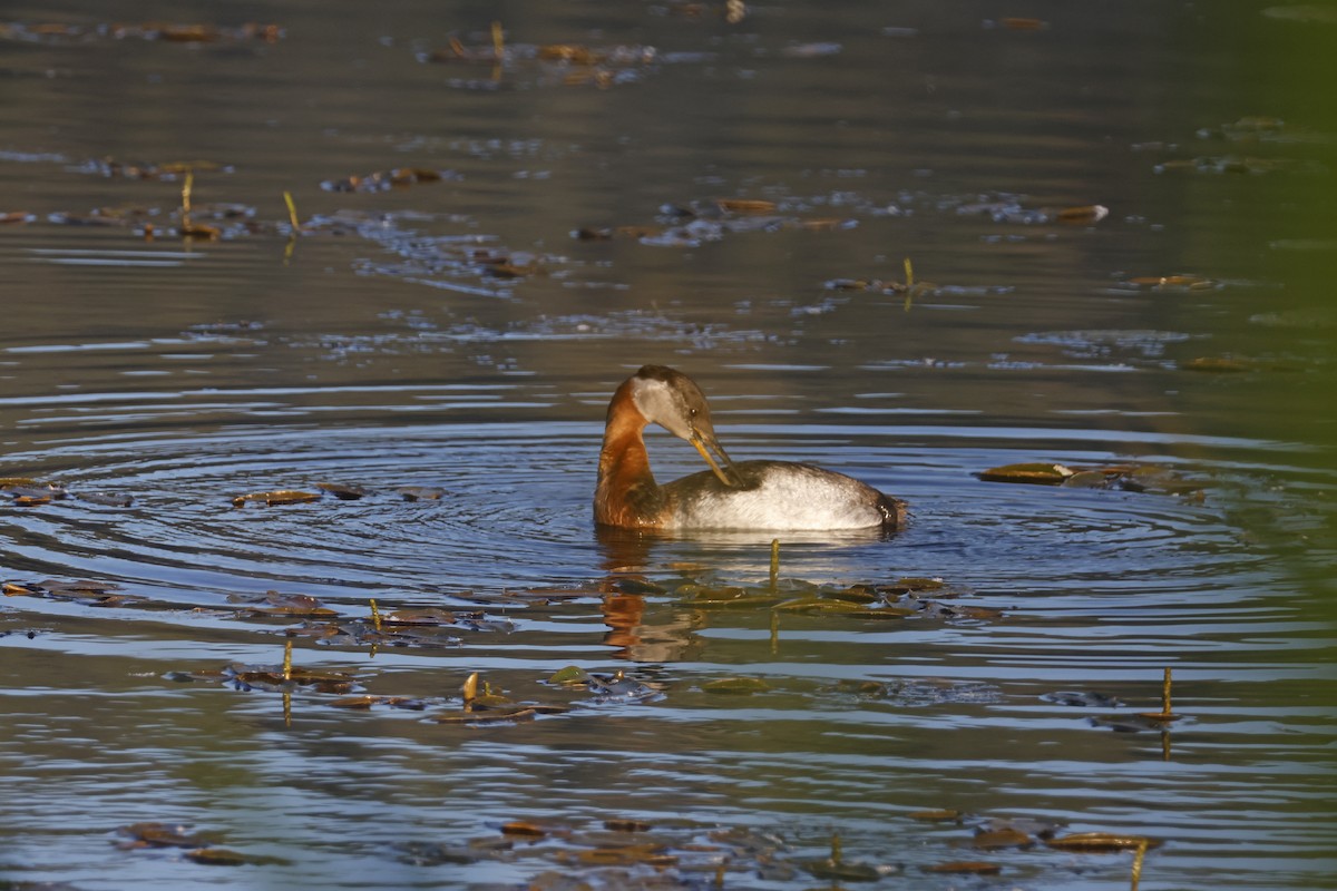 Red-necked Grebe - ML621172109