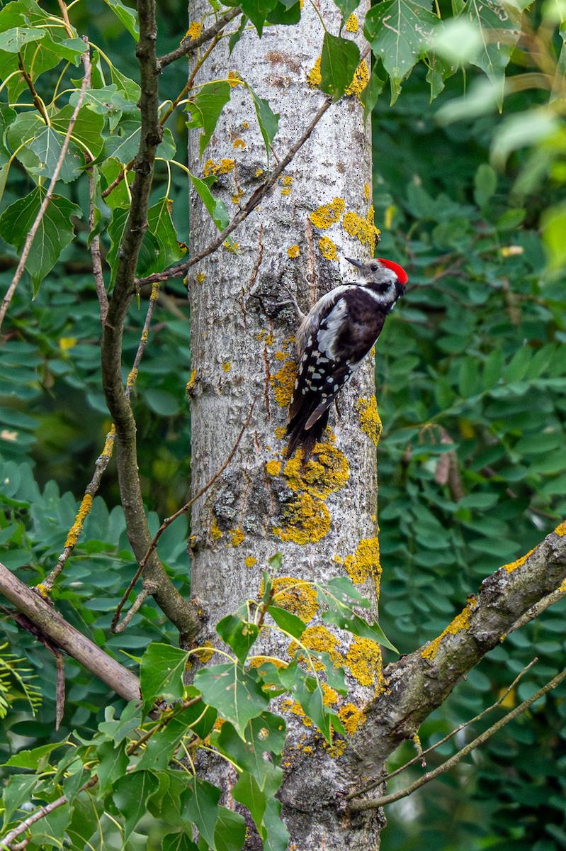 Great Spotted Woodpecker - ML621172113