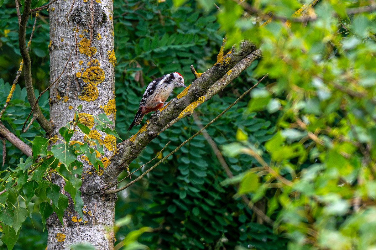 Great Spotted Woodpecker - ML621172114