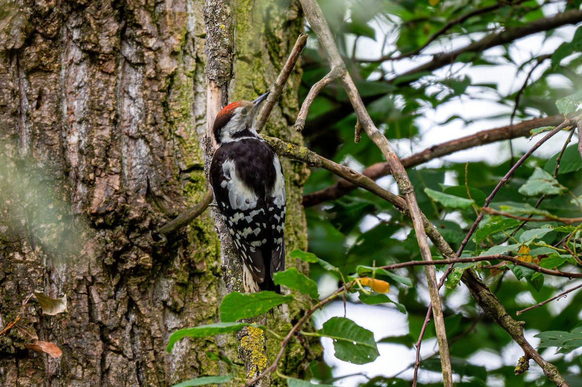 Great Spotted Woodpecker - ML621172115