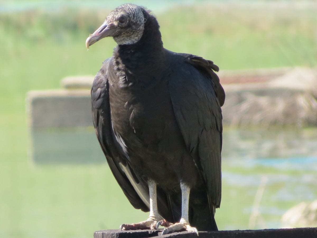 Black Vulture - ML621172117