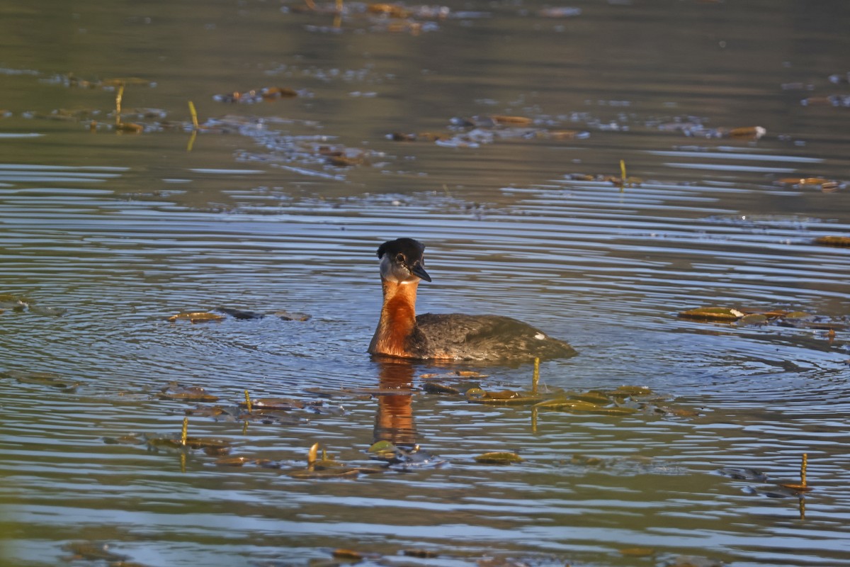 Red-necked Grebe - ML621172122