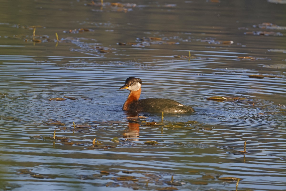 Red-necked Grebe - ML621172123