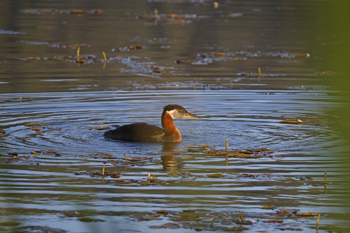 Red-necked Grebe - ML621172124