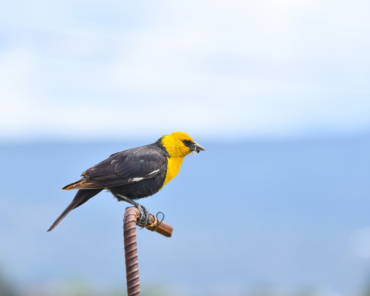 Yellow-headed Blackbird - ML621172140