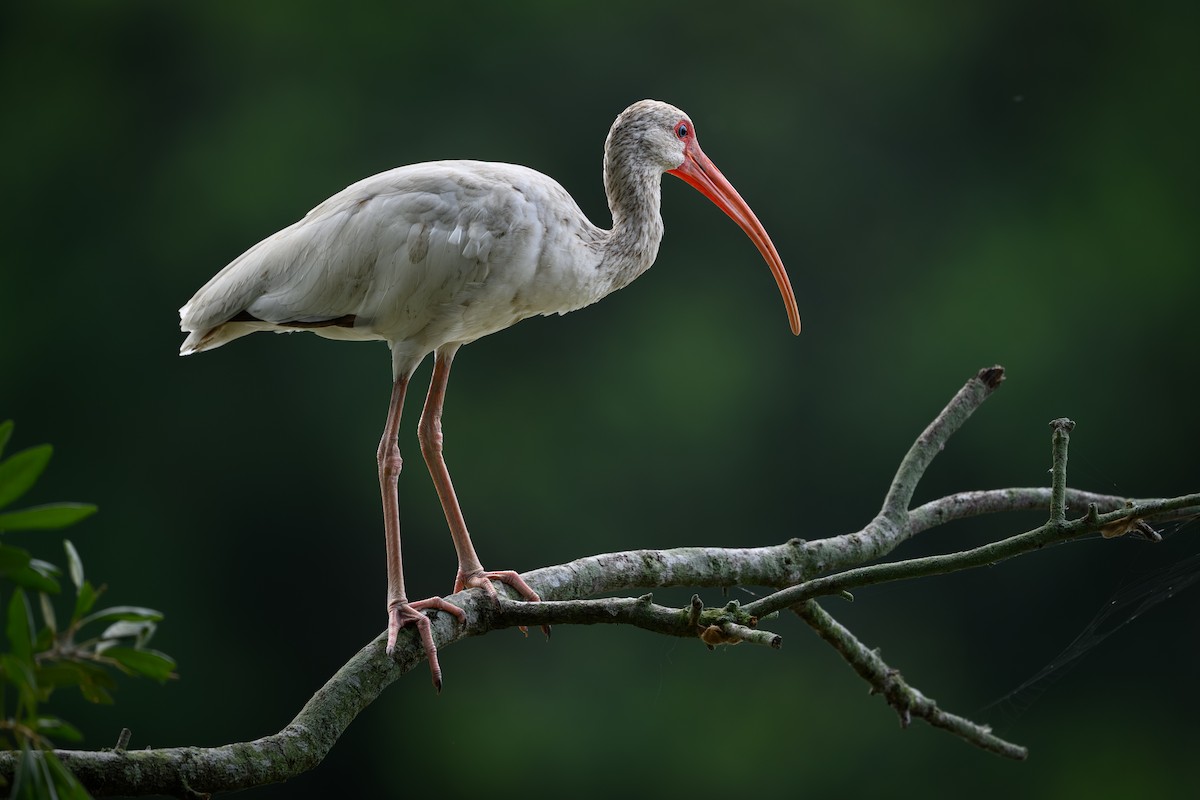 ibis bílý - ML621172141