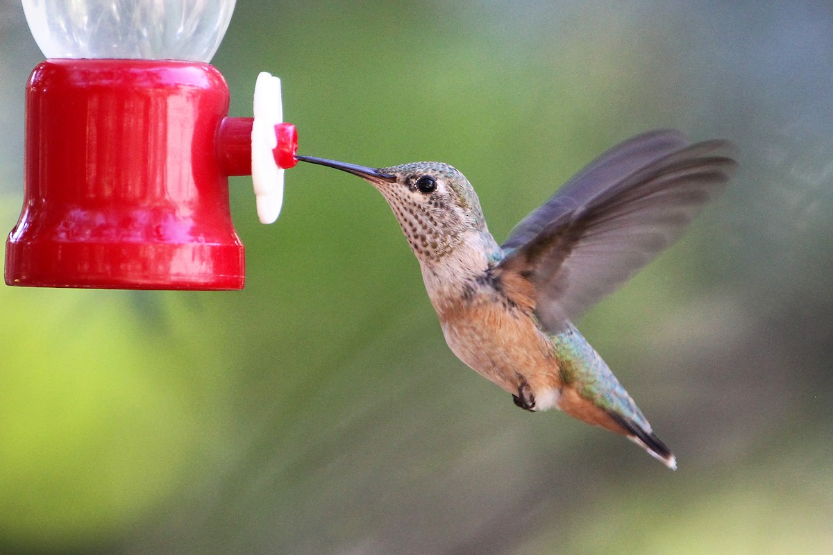 Calliope Hummingbird - ML621172144