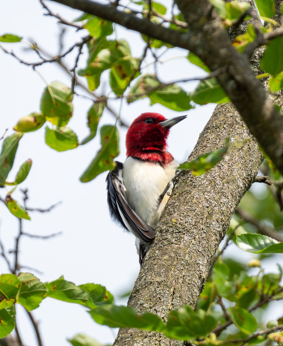 Red-headed Woodpecker - ML621172148