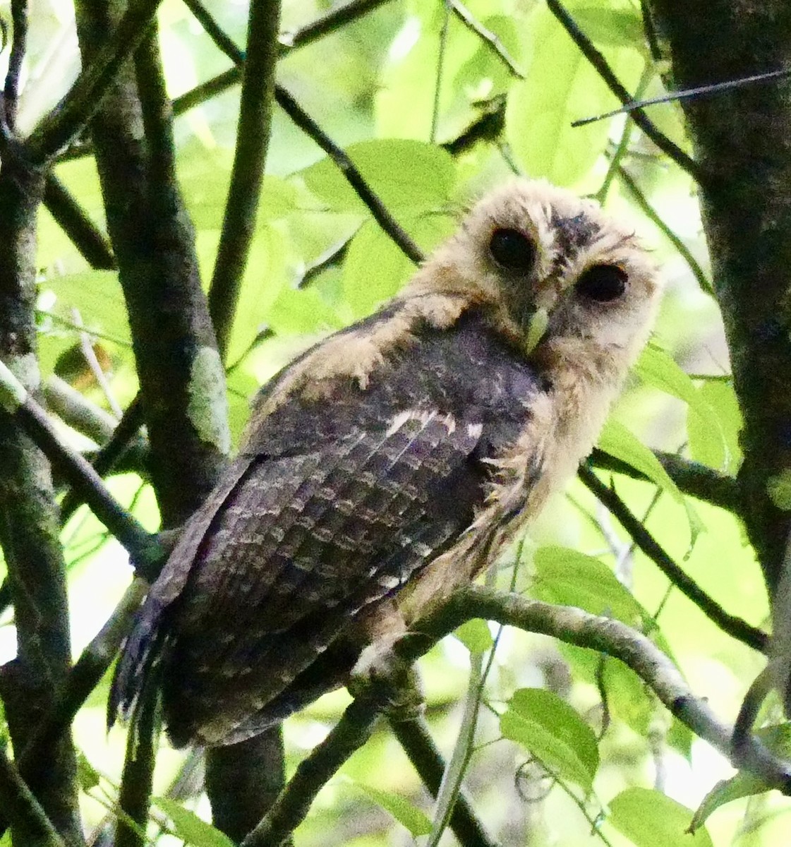 Mottled Owl - ML621172172