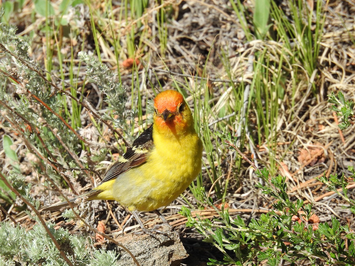 Western Tanager - ML621172176