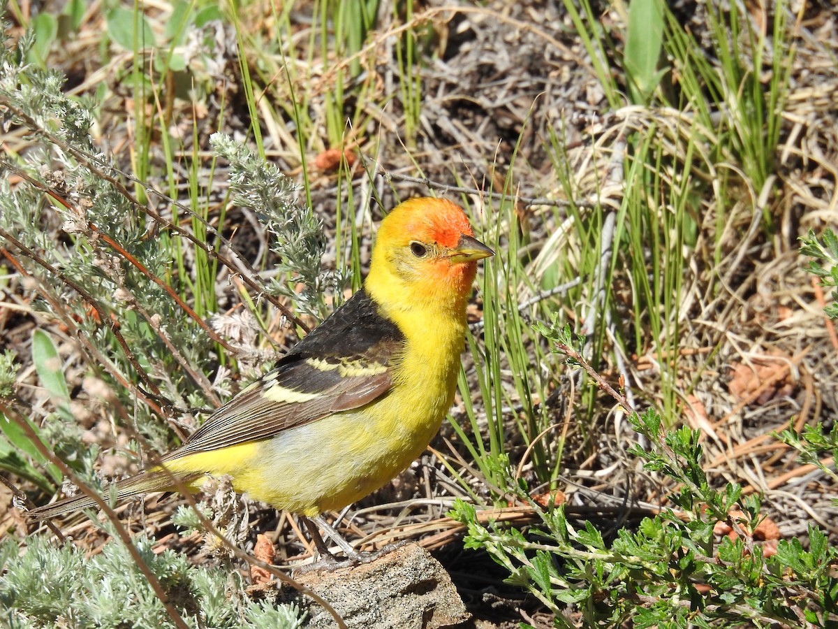 Western Tanager - ML621172180