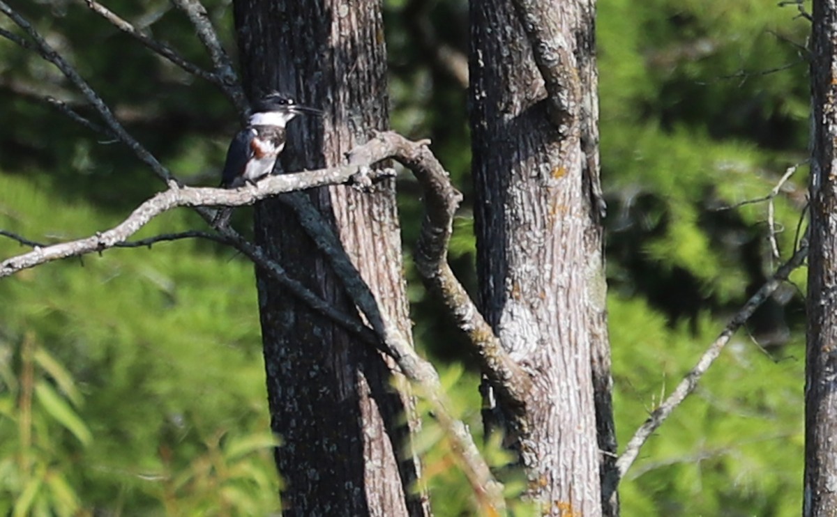 Belted Kingfisher - ML621172184