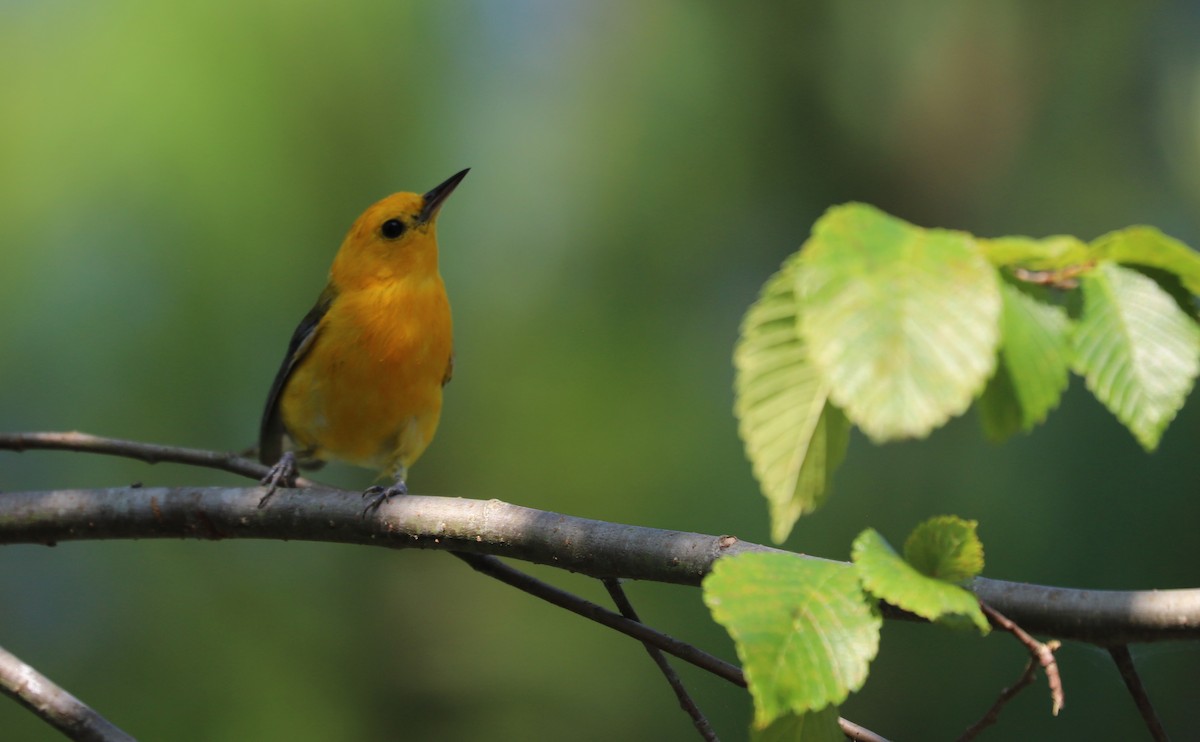 Prothonotary Warbler - ML621172191