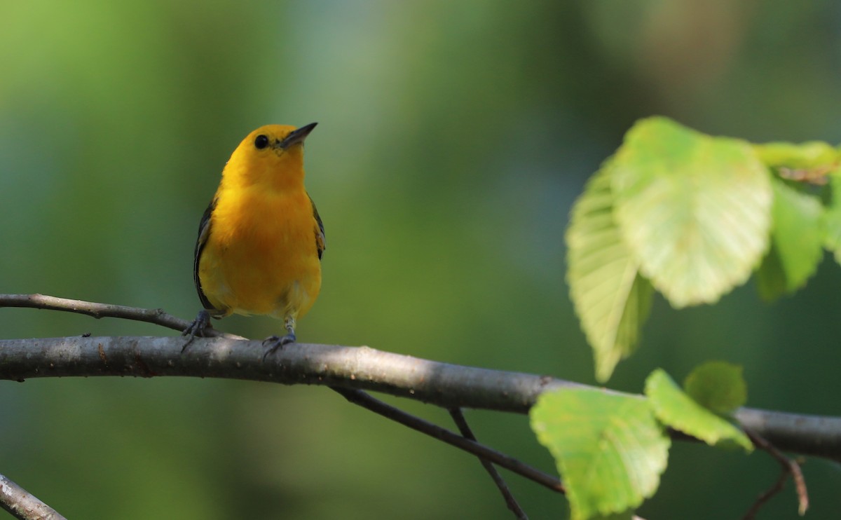 Prothonotary Warbler - ML621172192
