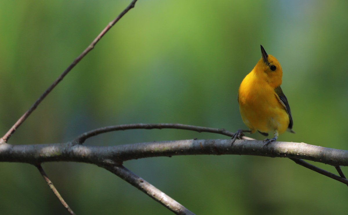 Prothonotary Warbler - ML621172193
