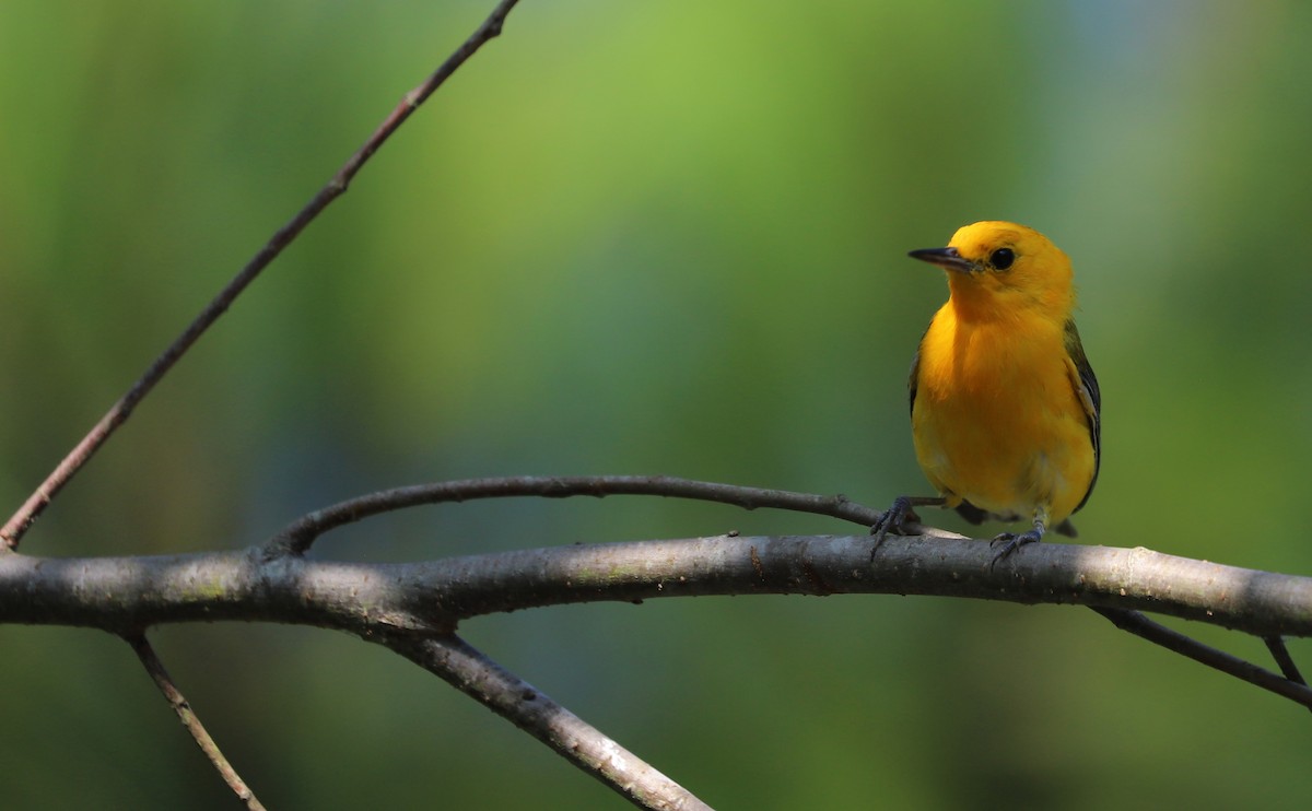 Prothonotary Warbler - ML621172197