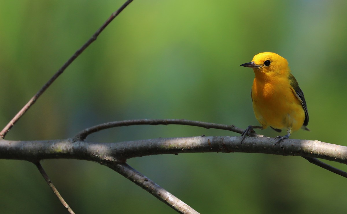 Prothonotary Warbler - ML621172200