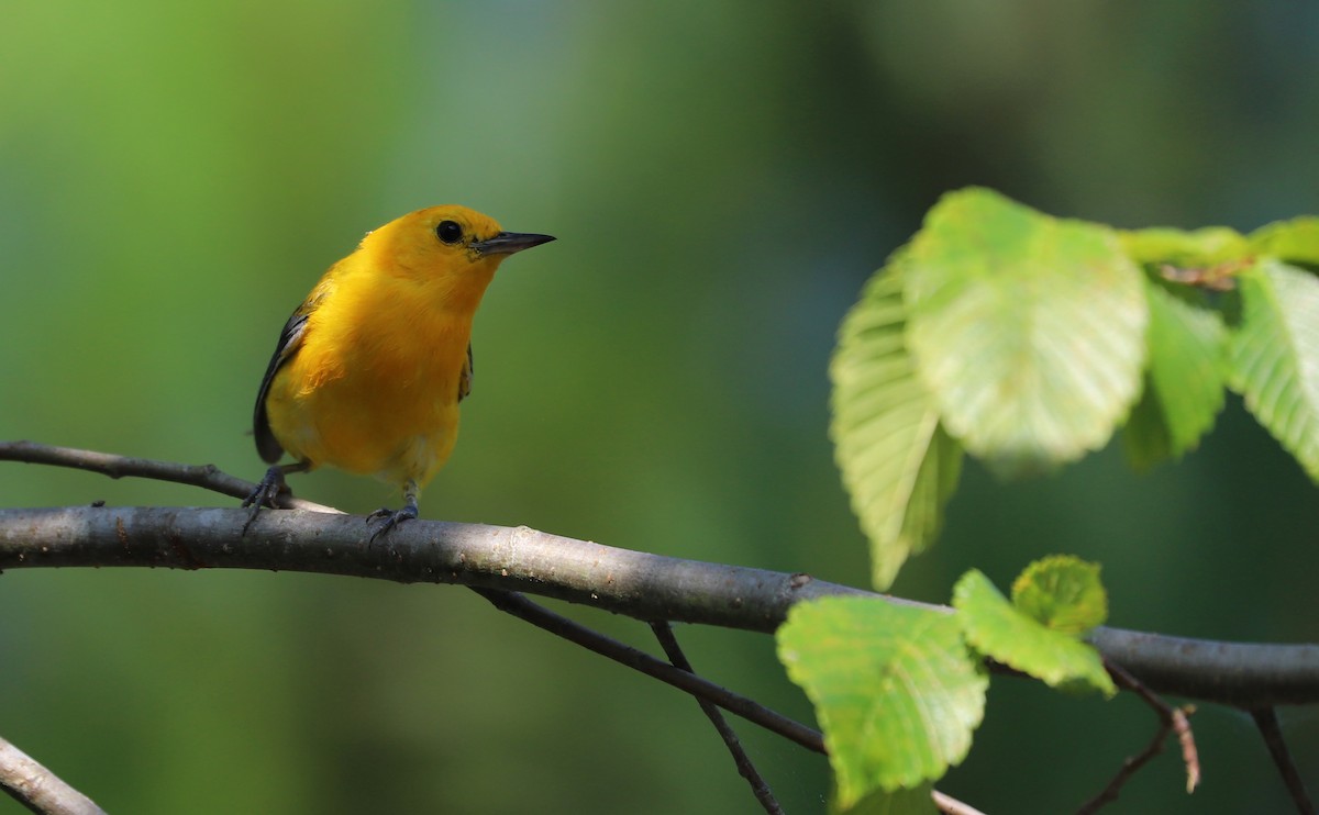 Prothonotary Warbler - ML621172202