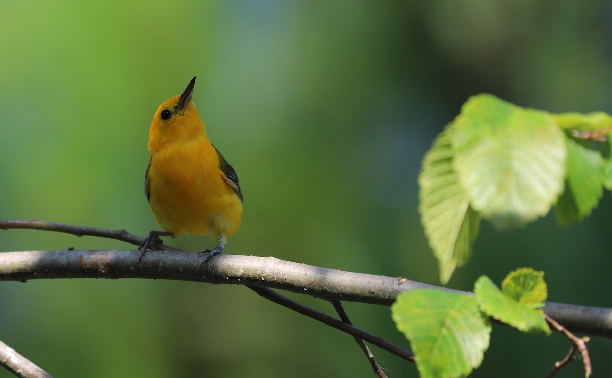 Prothonotary Warbler - ML621172204