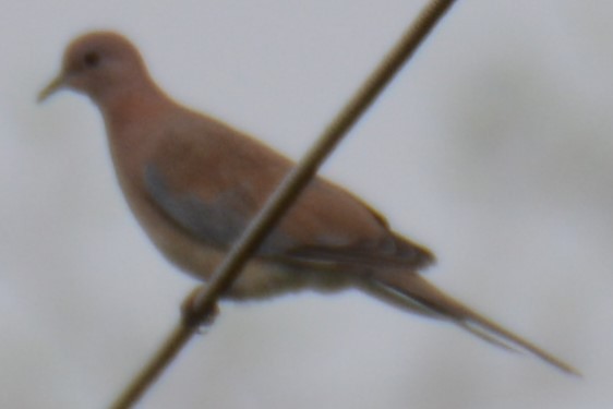 Laughing Dove - ML621172230