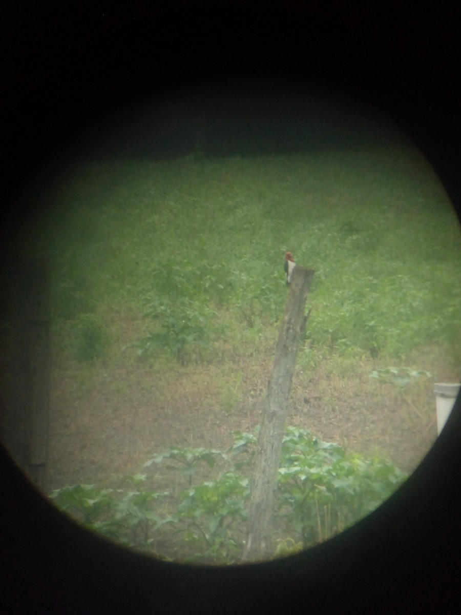 Red-headed Woodpecker - ML621172245
