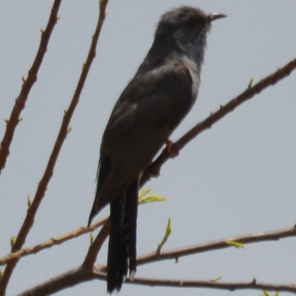 Indian Cuckoo - ML621172249