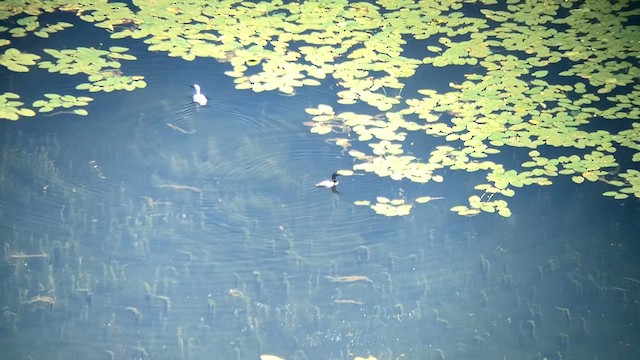 Common Loon - ML621172276