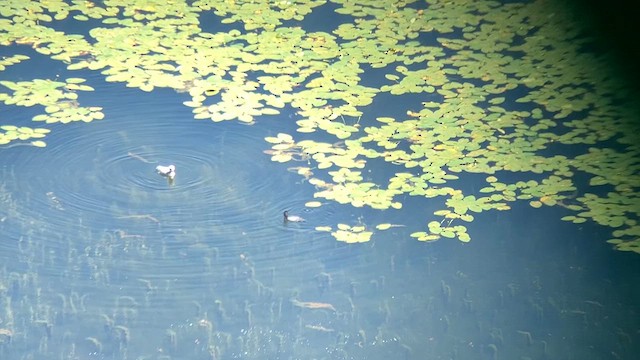 Common Loon - ML621172277