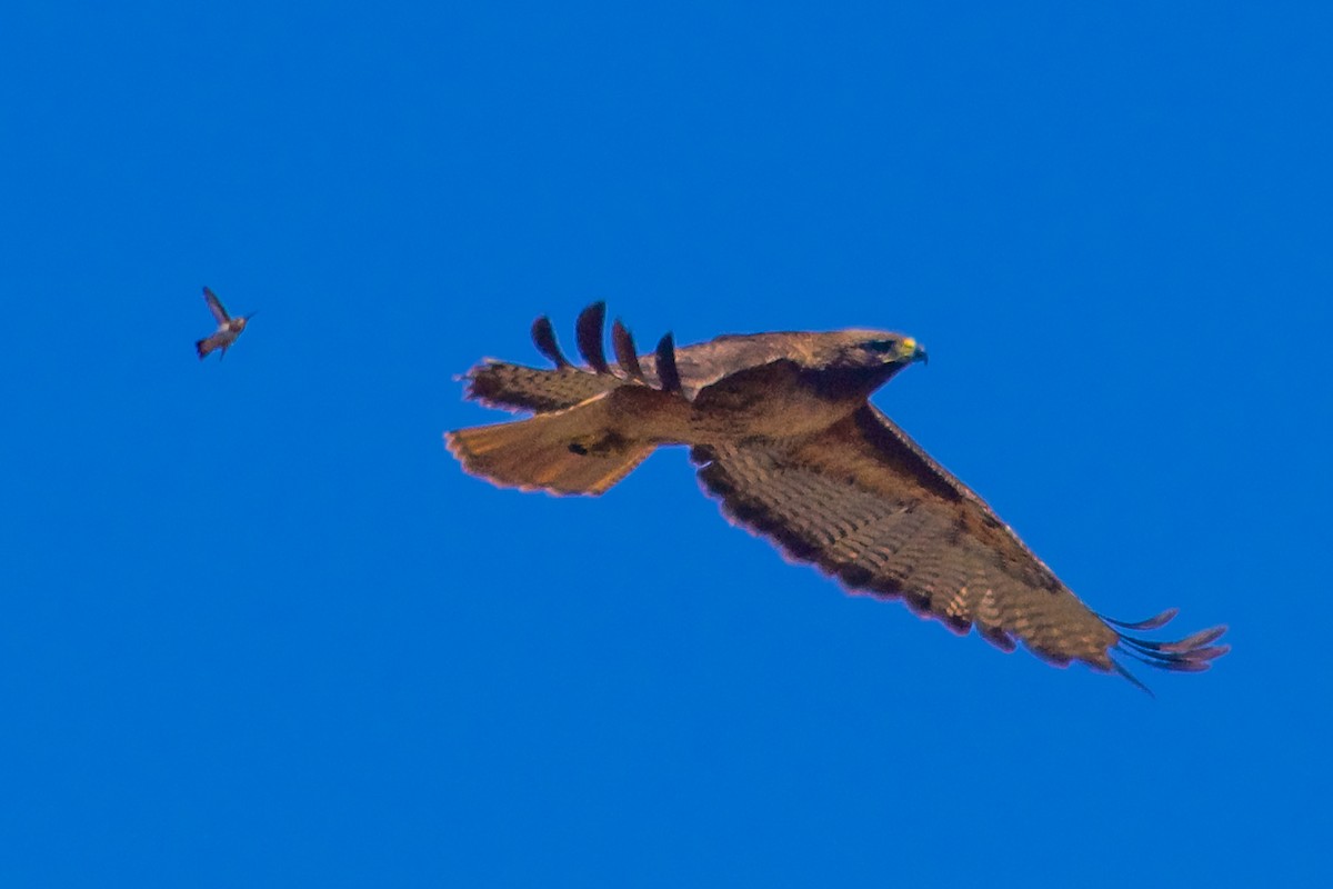 Red-tailed Hawk - ML621172298