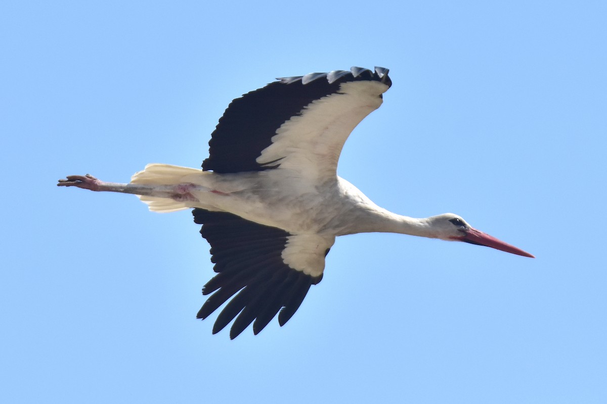 White Stork - ML621172301