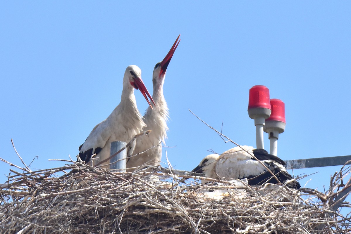 White Stork - ML621172302