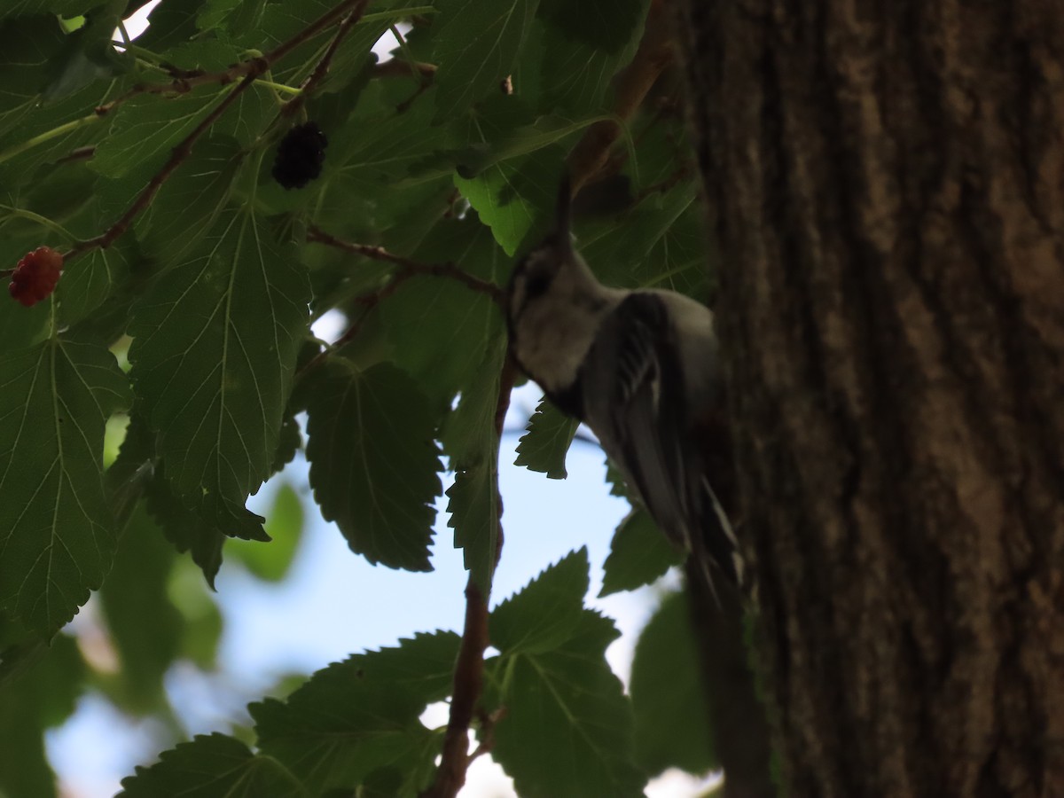 White-breasted Nuthatch - ML621172304