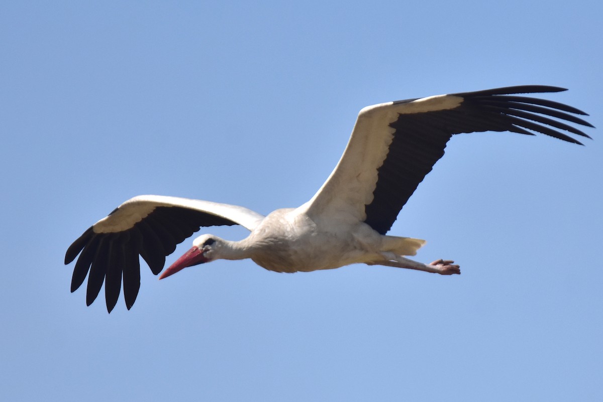 White Stork - ML621172310