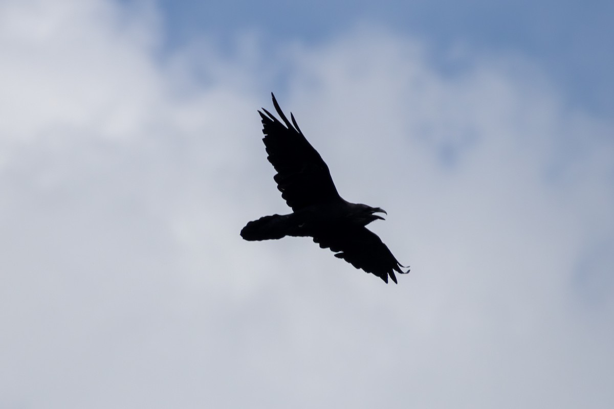 Common Raven - ML621172342