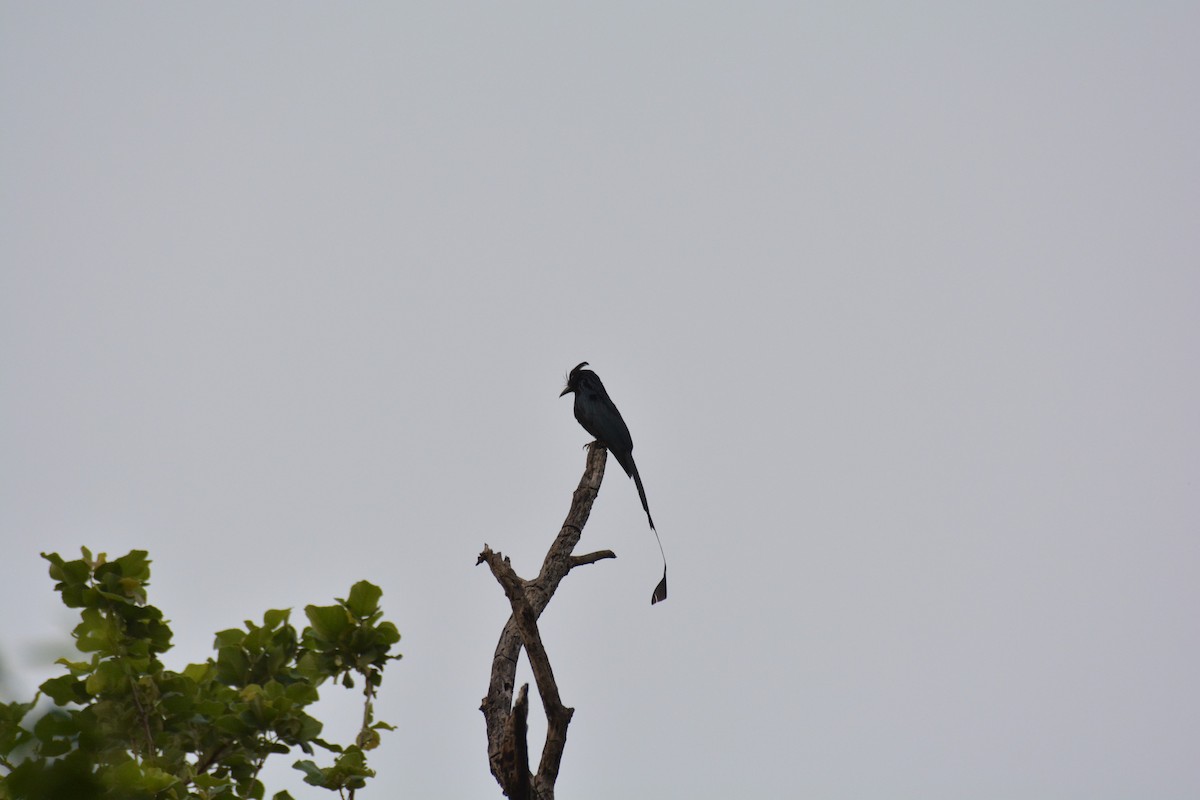 Greater Racket-tailed Drongo - ML621172356
