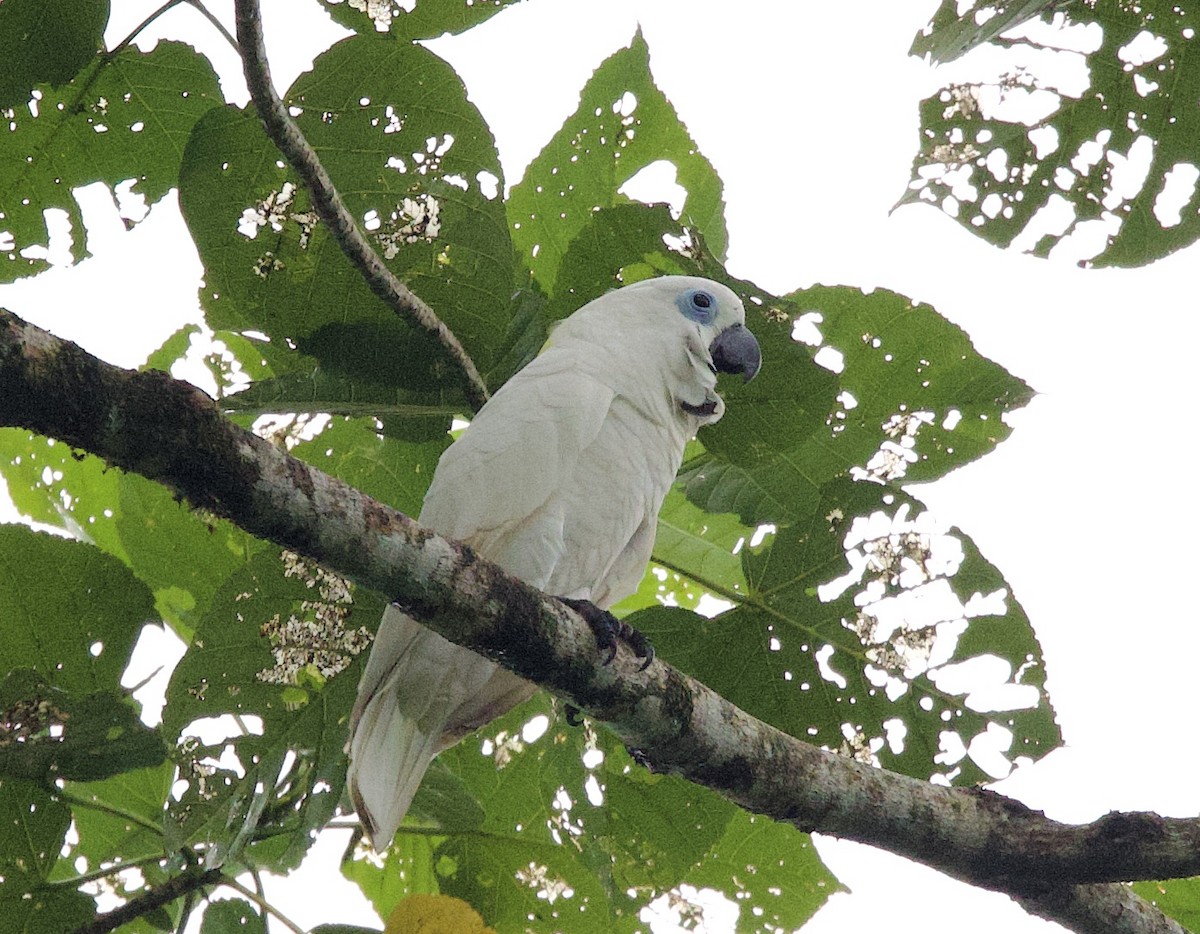 Blue-eyed Cockatoo - ML621172402