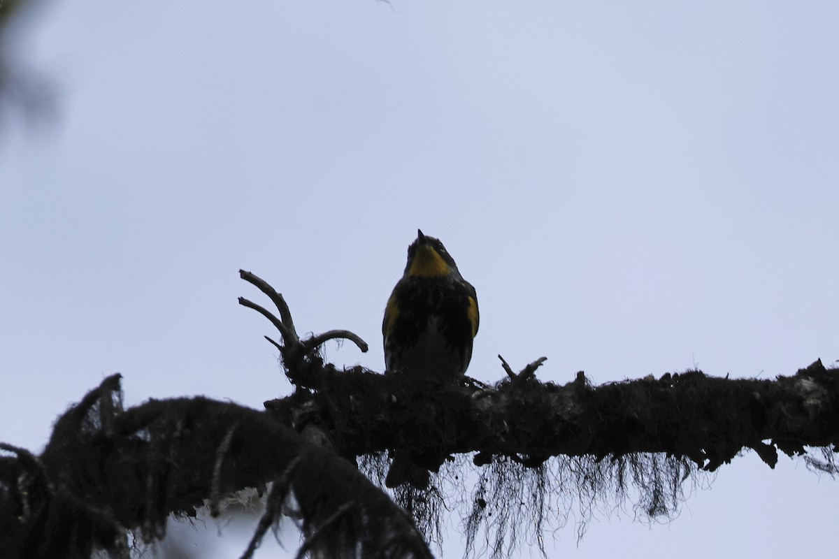 Yellow-rumped Warbler (Audubon's) - ML621172415
