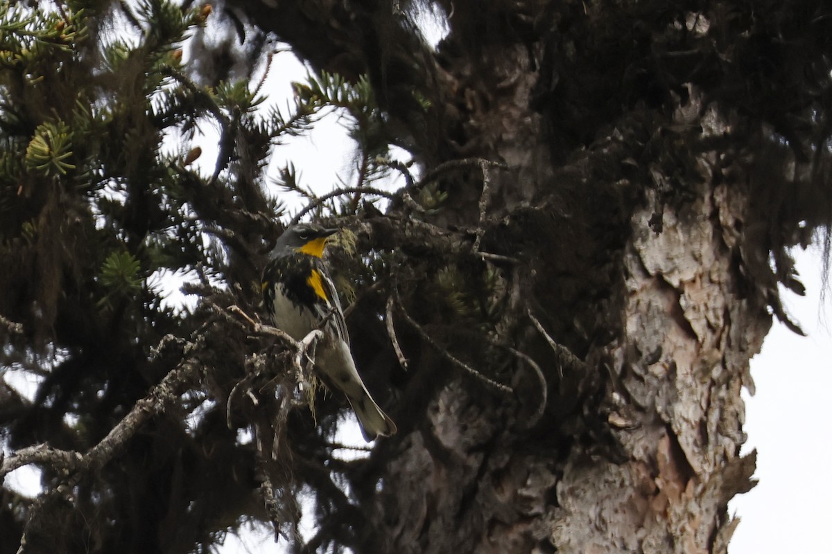 lesňáček žlutoskvrnný (ssp. auduboni) - ML621172416