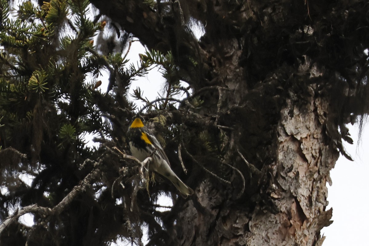 Yellow-rumped Warbler (Audubon's) - ML621172417