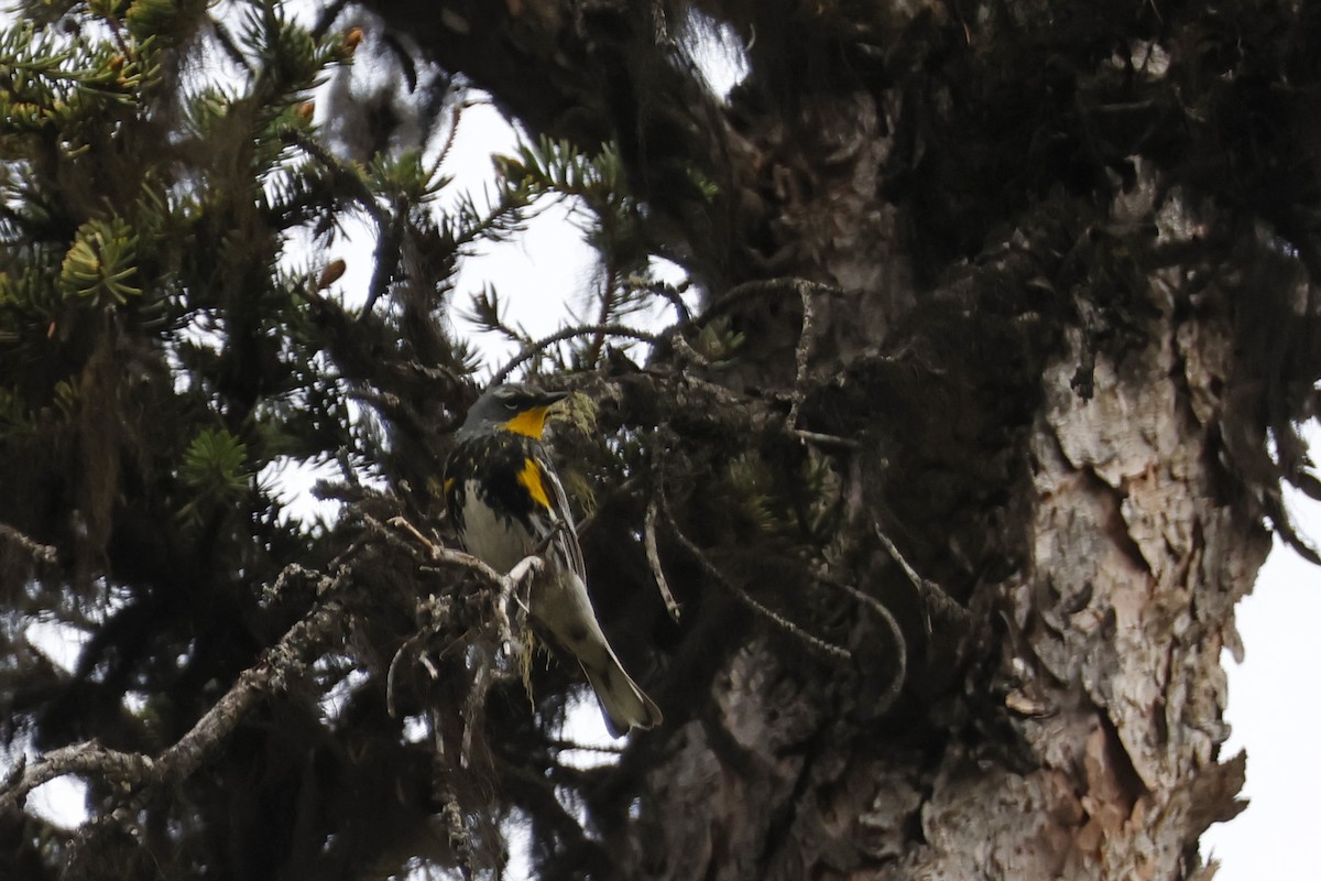 Paruline à croupion jaune (auduboni) - ML621172418